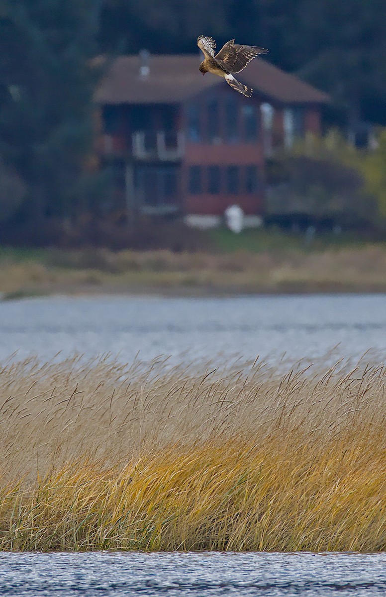 mørkmyrhauk - ML644569925