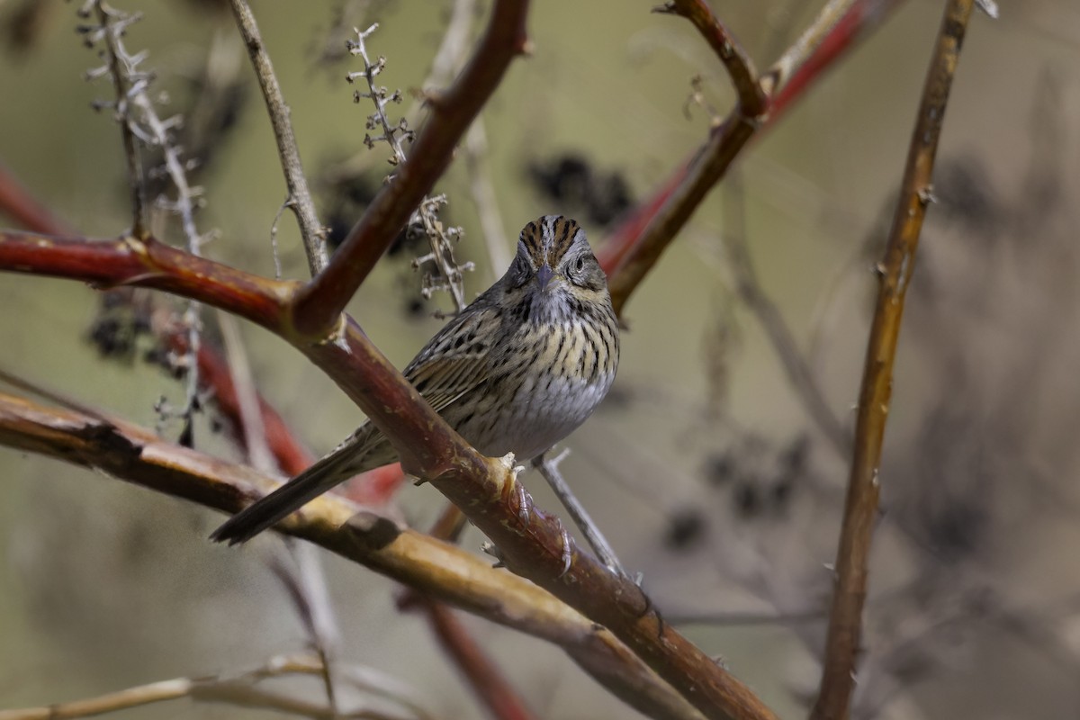 strnadec pruhohlavý - ML644569926