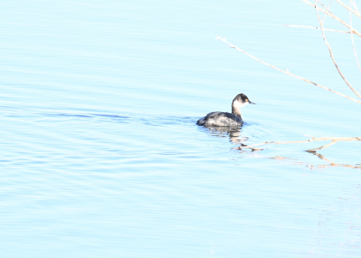 Eared Grebe - ML644569927