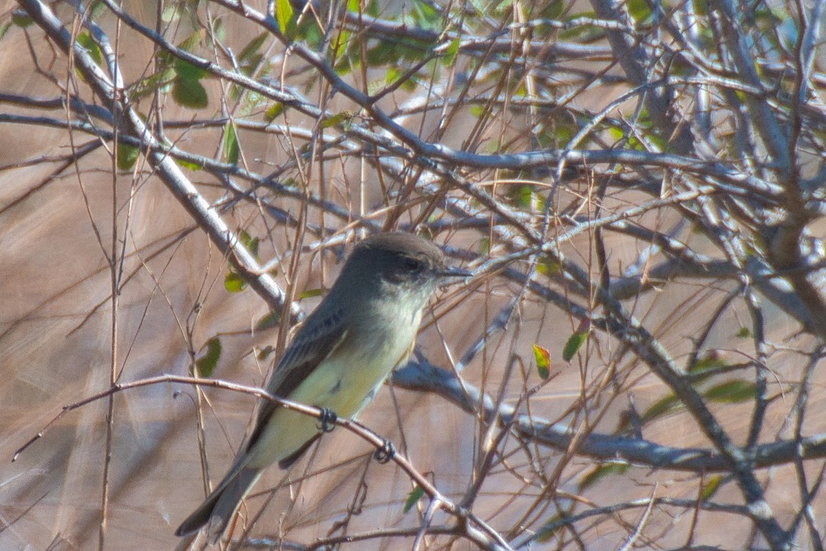Eastern Phoebe - ML644569932