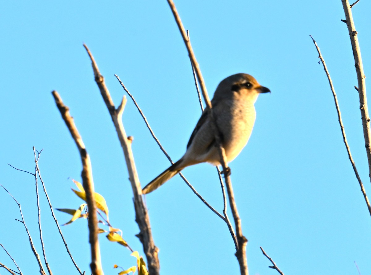 オオモズ - ML644569933