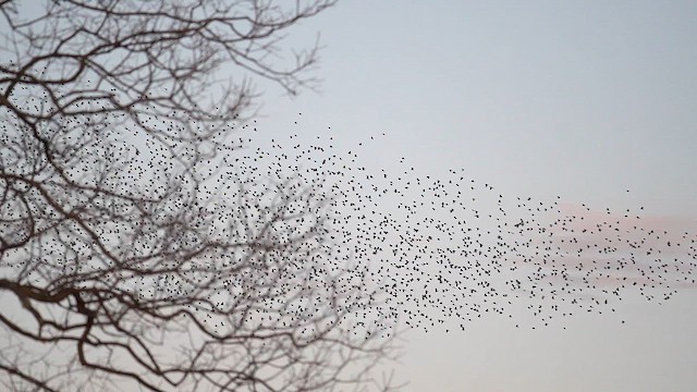 Quiscale bronzé - ML644569934