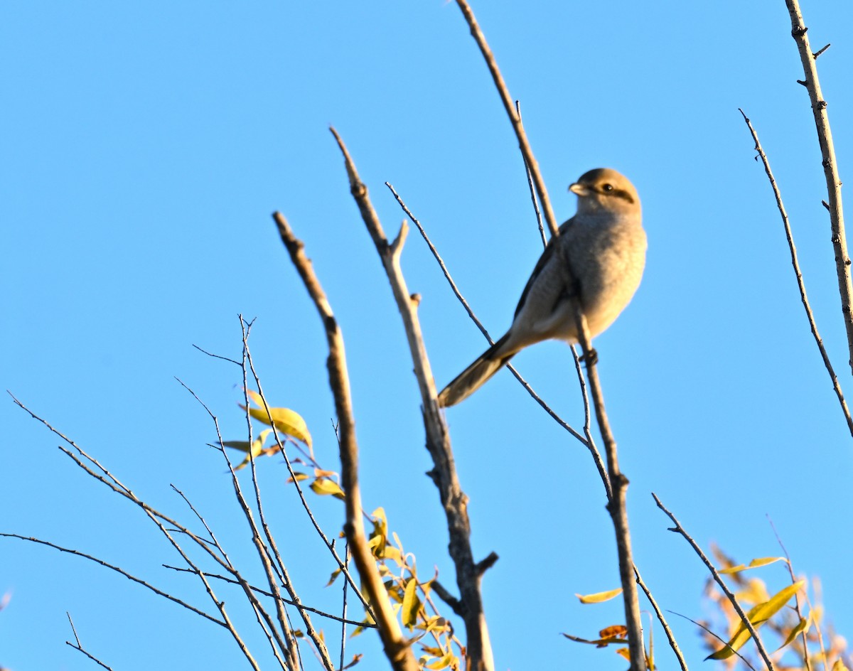 オオモズ - ML644569935