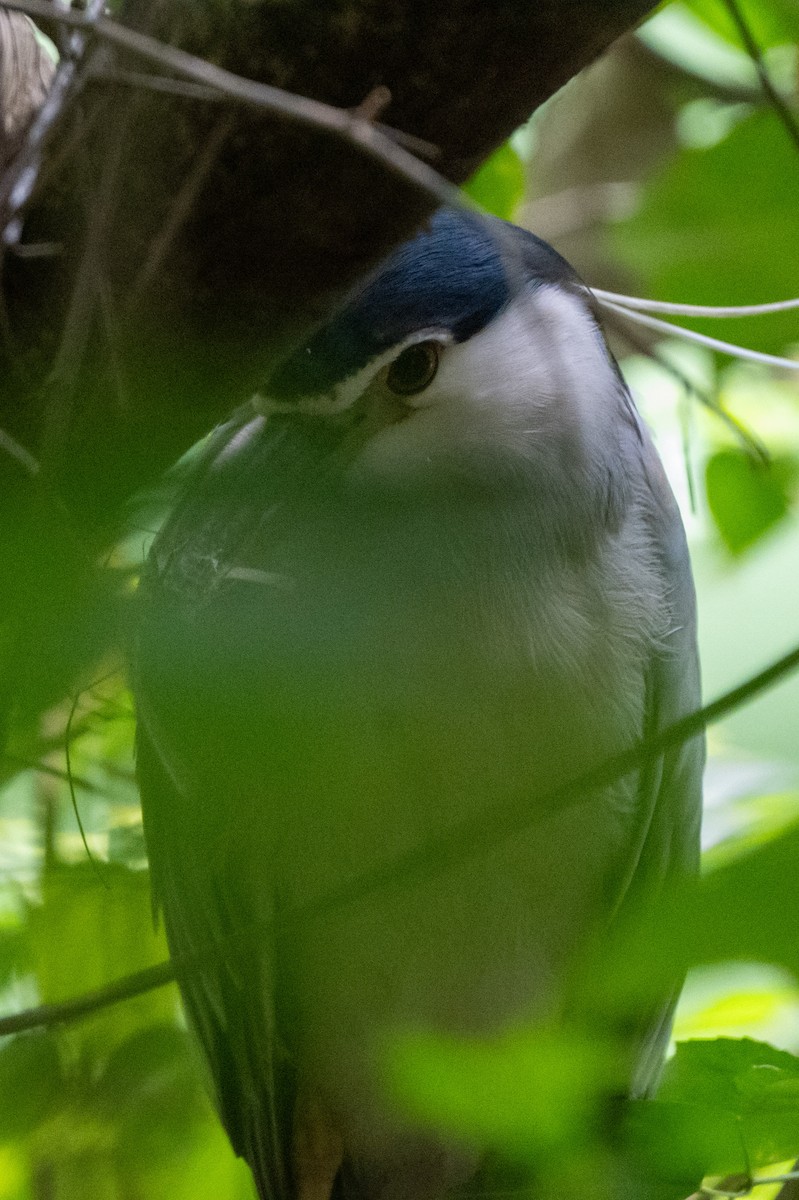 natthegre - ML644569936