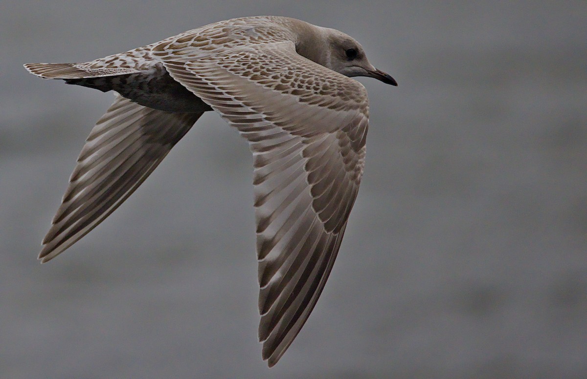 kortnebbmåke - ML644569938