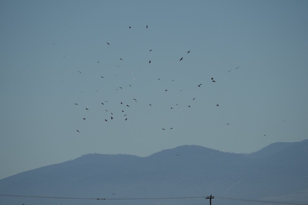 Ворон - ML644569939