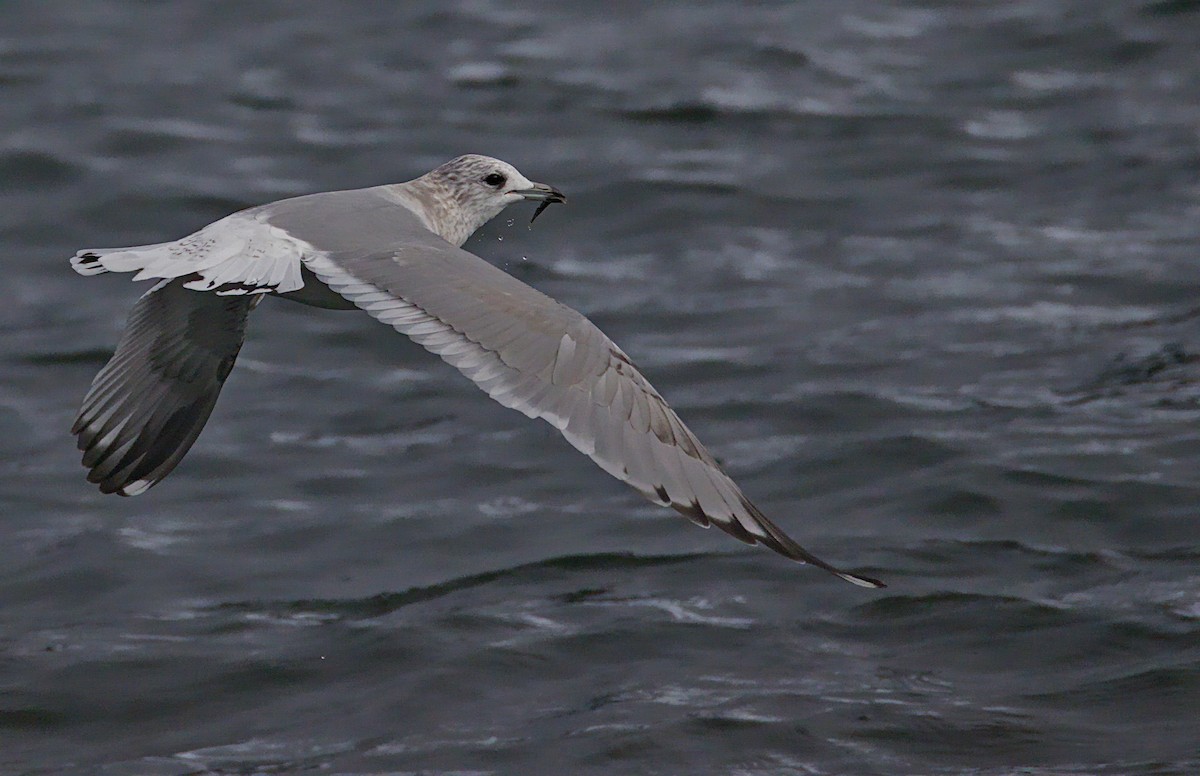 kortnebbmåke - ML644569940