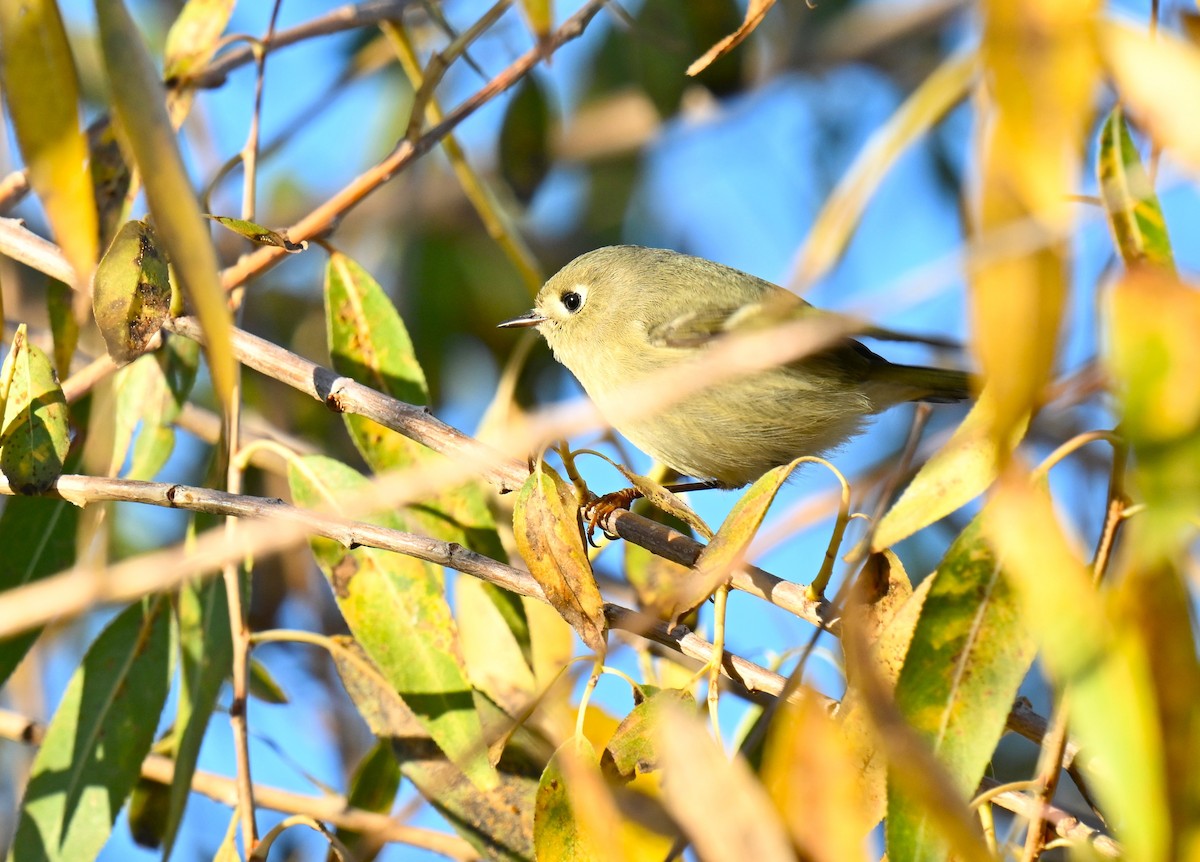 Золотомушка рубіновочуба - ML644569941