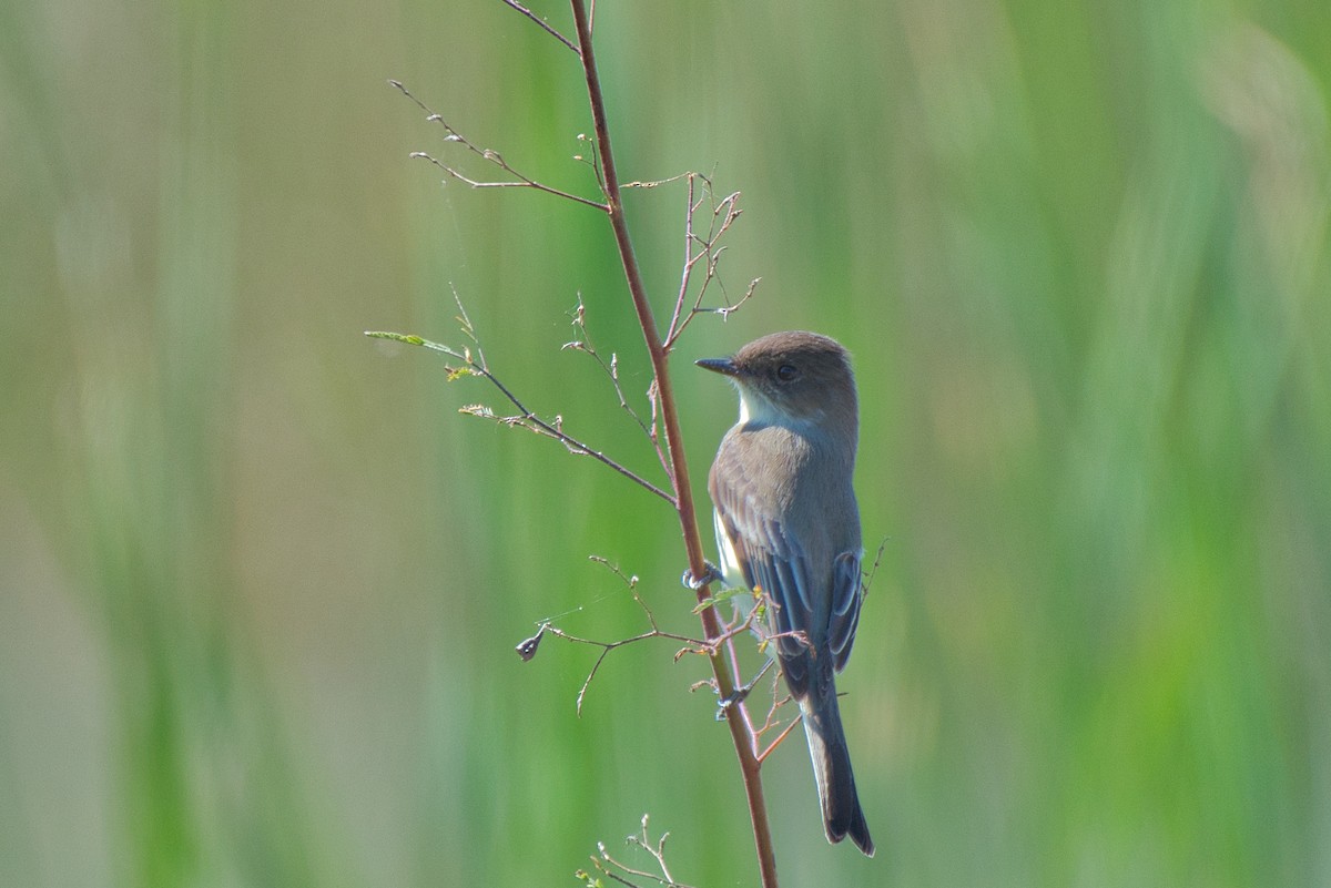 Eastern Phoebe - ML644569942