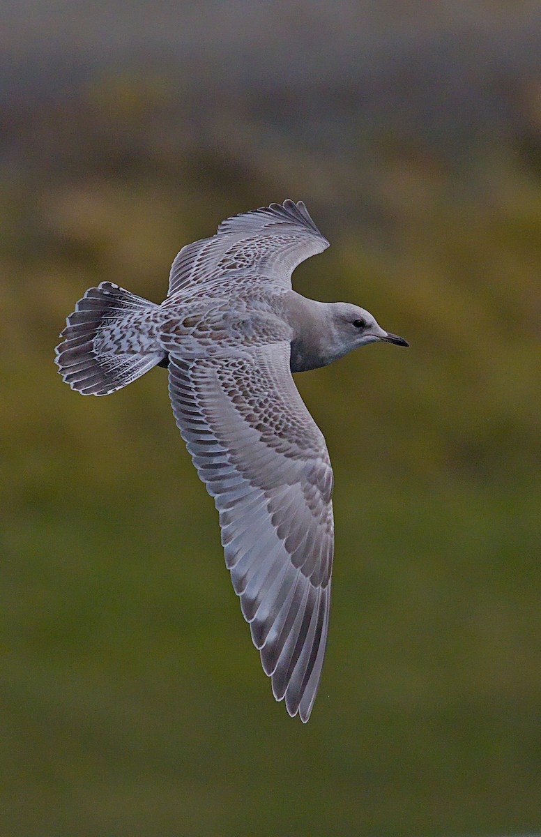 kortnebbmåke - ML644569943