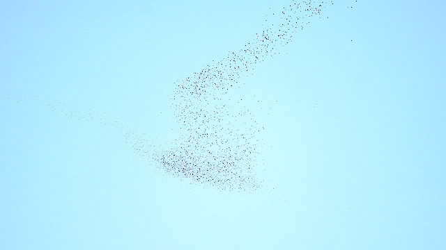 Quiscale bronzé - ML644569944