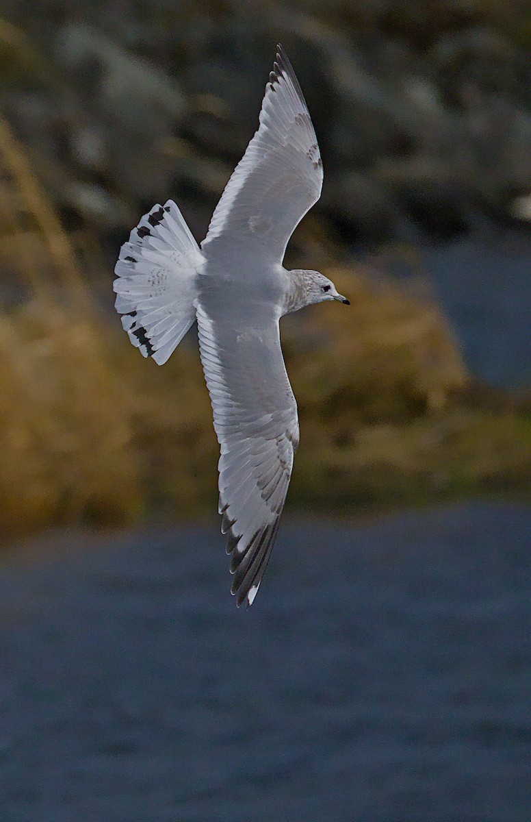 kortnebbmåke - ML644569945