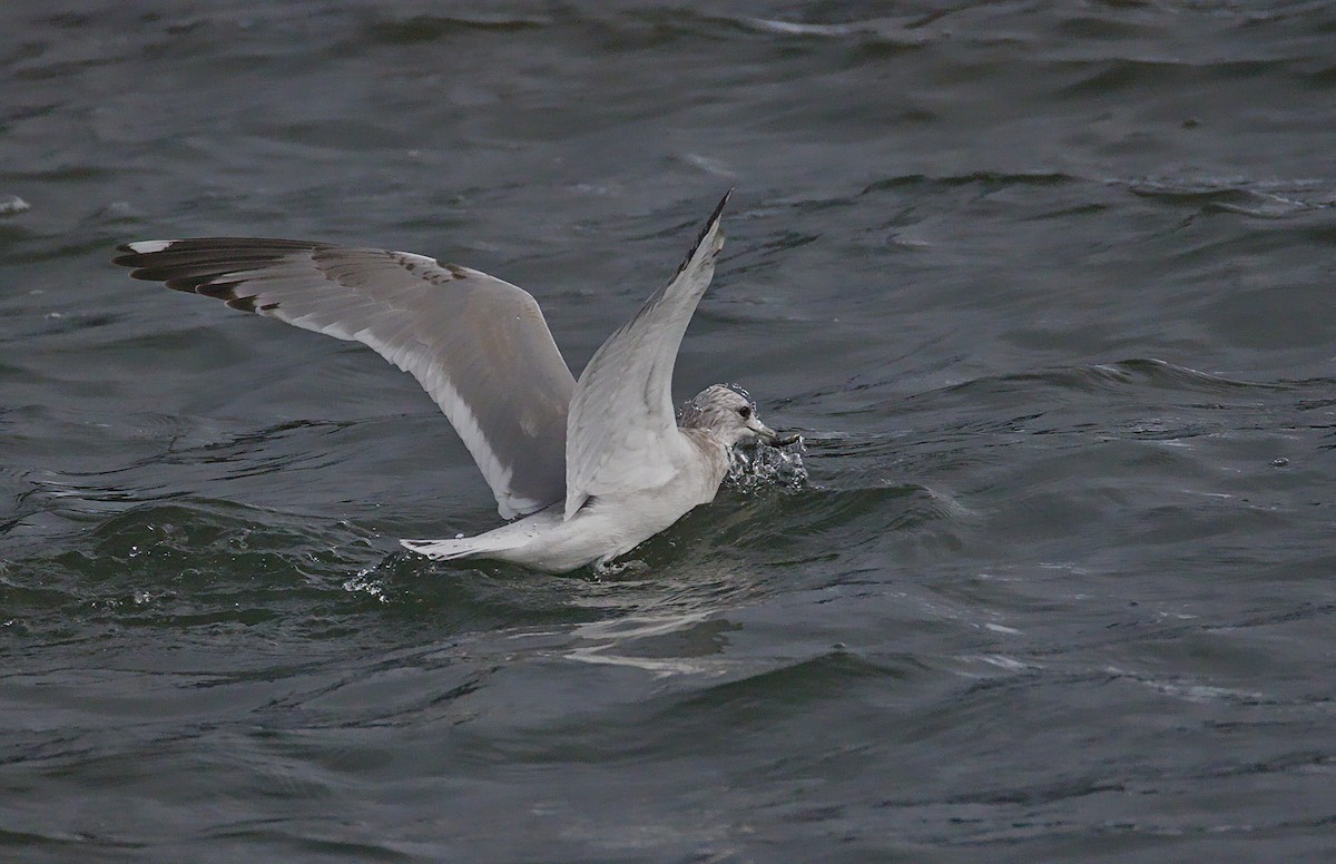 kortnebbmåke - ML644569946