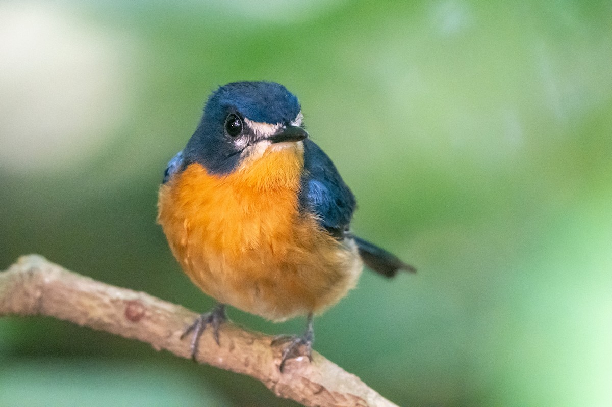 mangrovefluesnapper - ML644569947