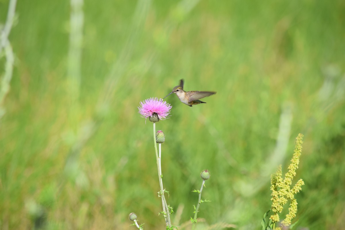 Ruby-throated Hummingbird - ML644569949