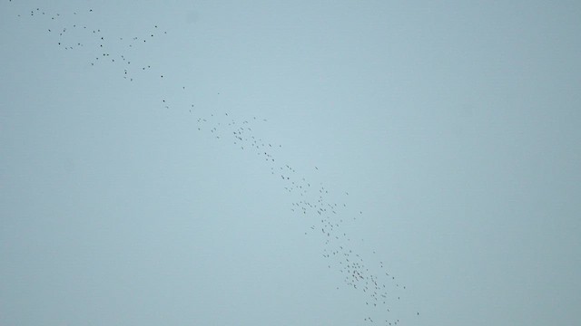 Quiscale bronzé - ML644569953