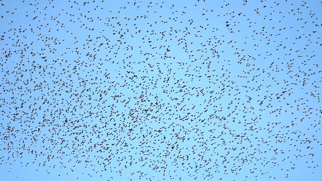 Quiscale bronzé - ML644569955