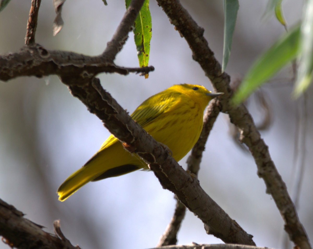 Northern Yellow Warbler - ML644569956