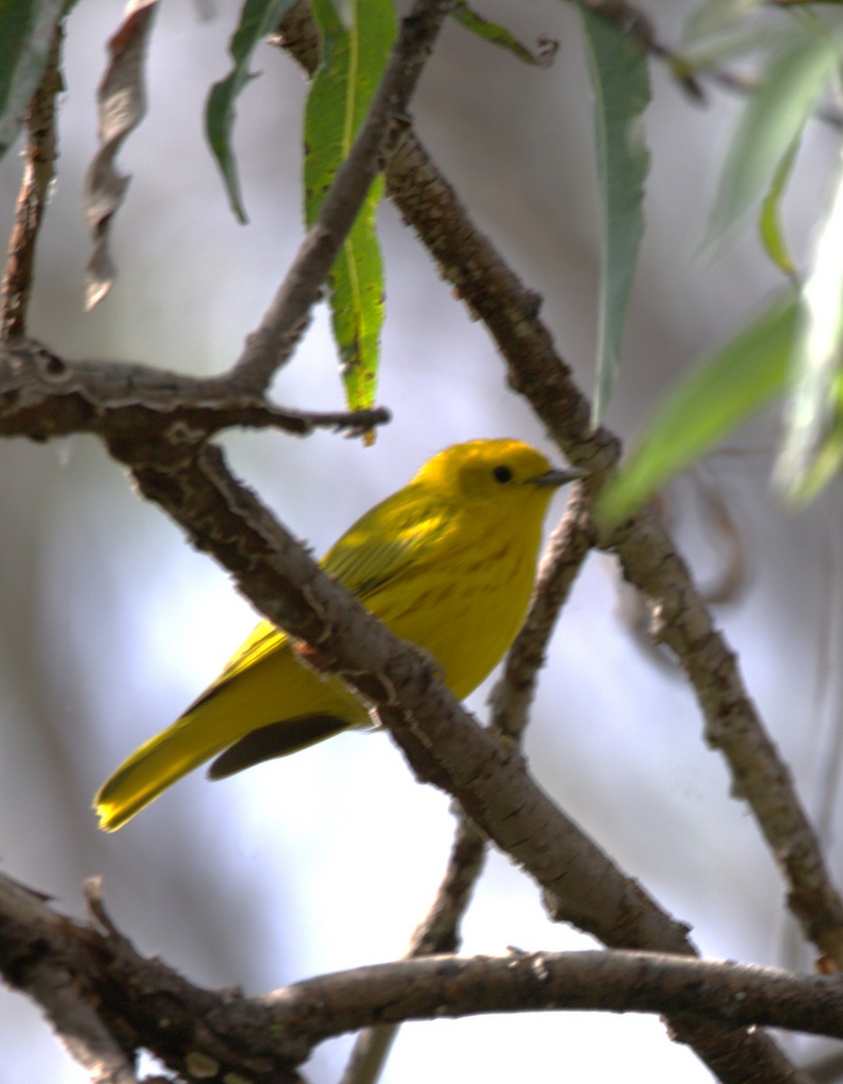 Northern Yellow Warbler - ML644569957