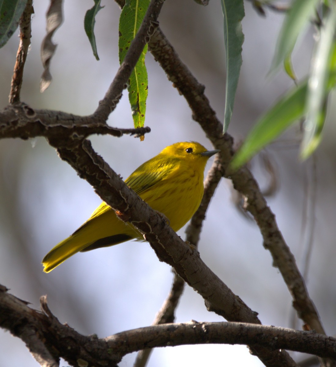 Northern Yellow Warbler - ML644569958