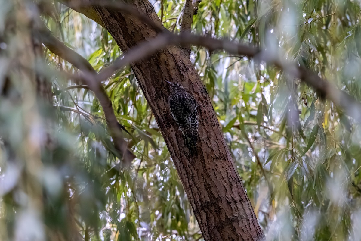 Yellow-bellied Sapsucker - ML644569972