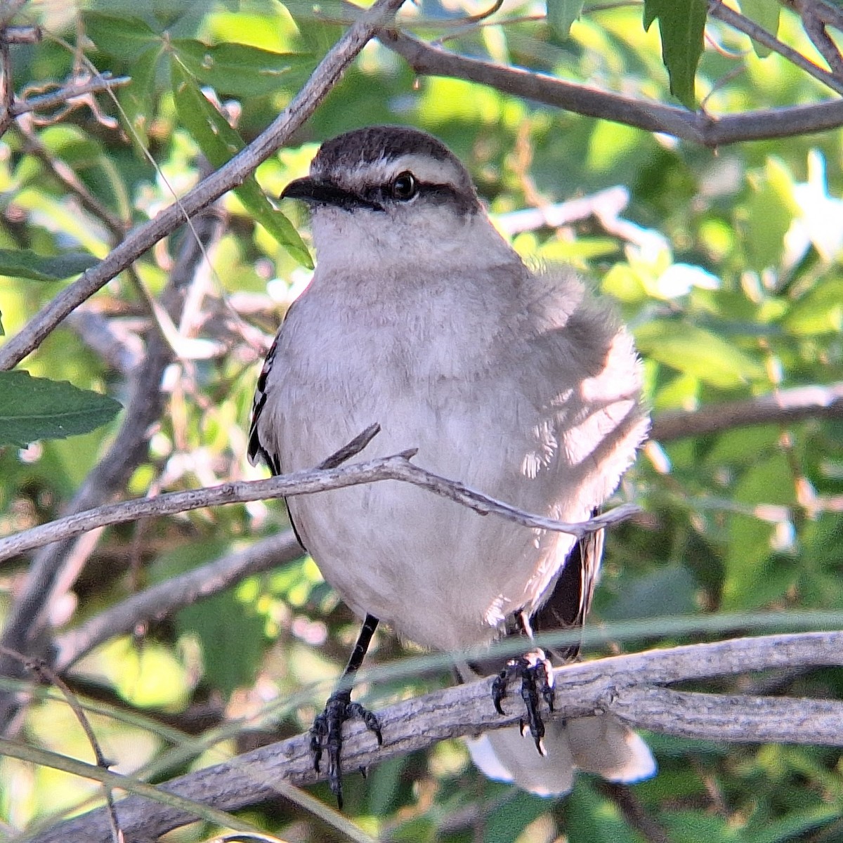 マミジロマネシツグミ - ML644569975