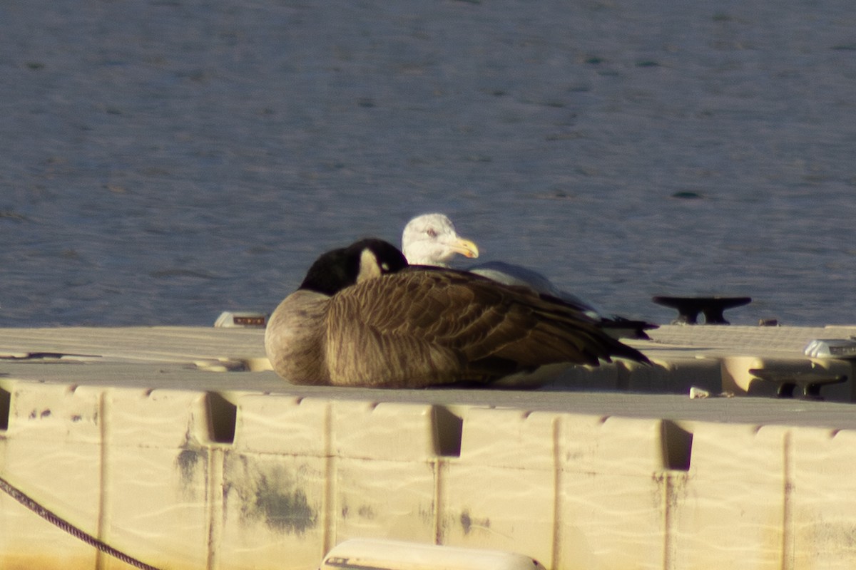 Казарка канадська - ML644569980