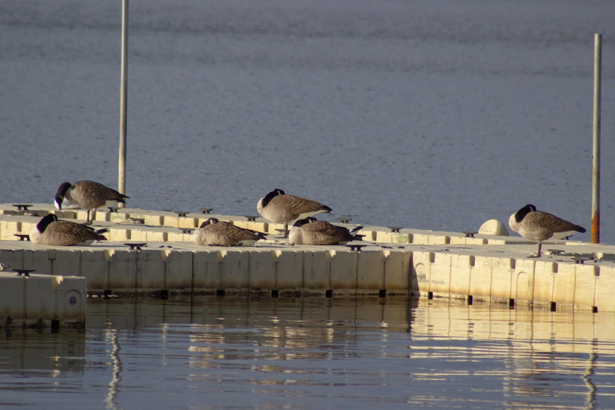 Казарка канадська - ML644569981