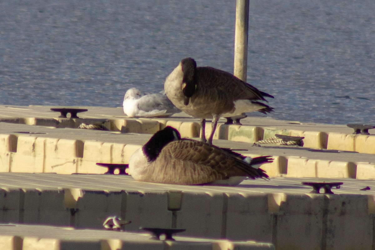 Казарка канадська - ML644569982