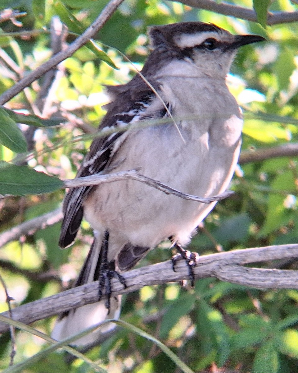 マミジロマネシツグミ - ML644569987