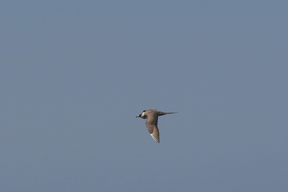 chaluha příživná - ML644569989