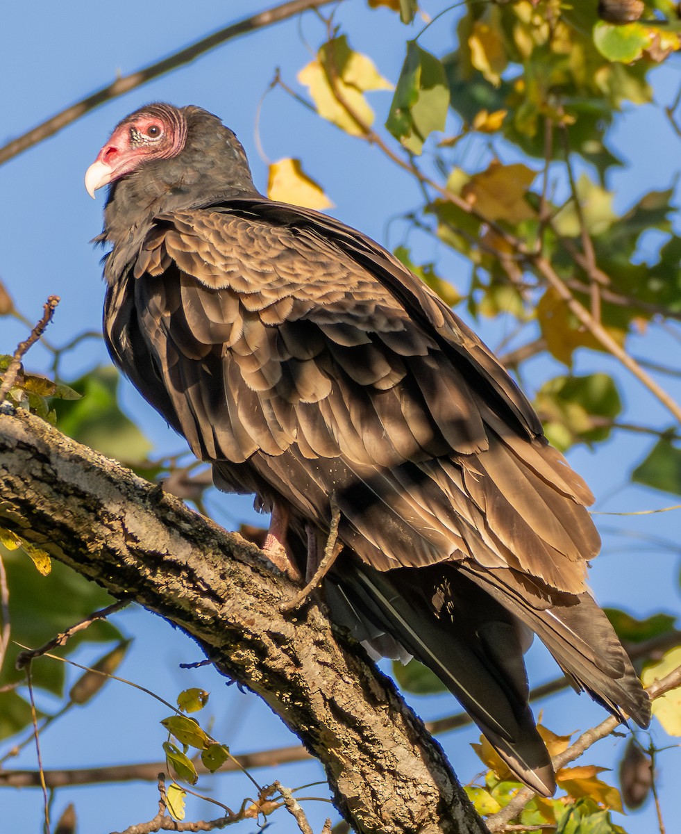 Катарта червоноголова - ML644569990