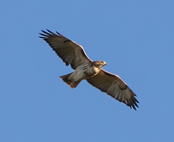 Канюк неоарктичний - ML644569995