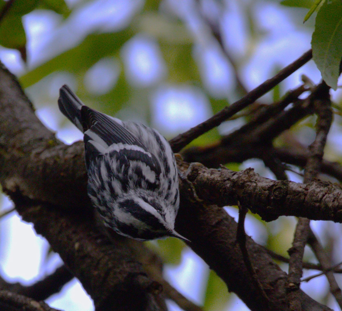 Black-and-white Warbler - ML644569996