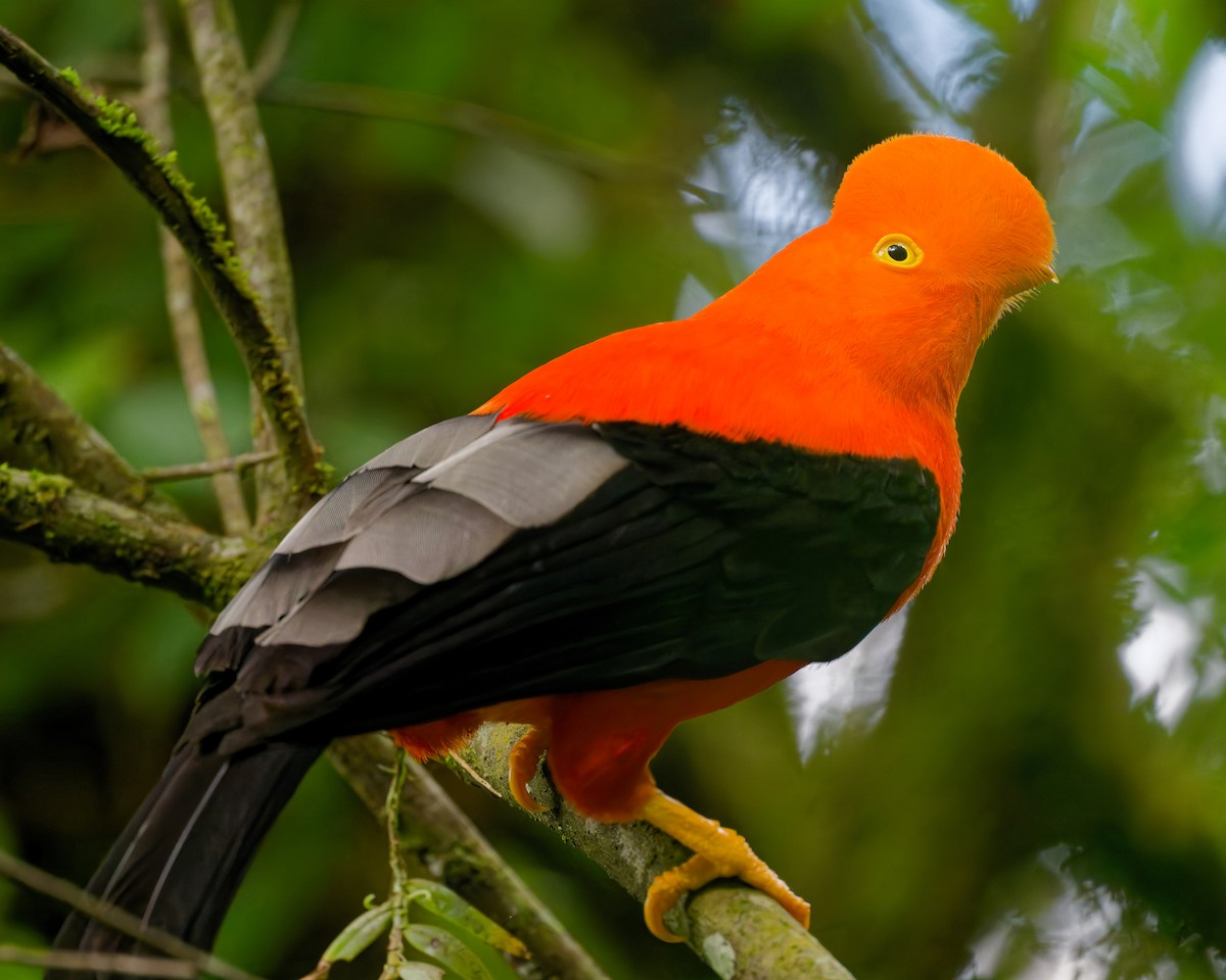 Andean Cock-of-the-rock - ML644570014