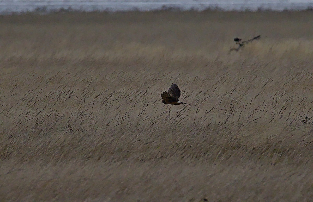 Лунь американський - ML644570020