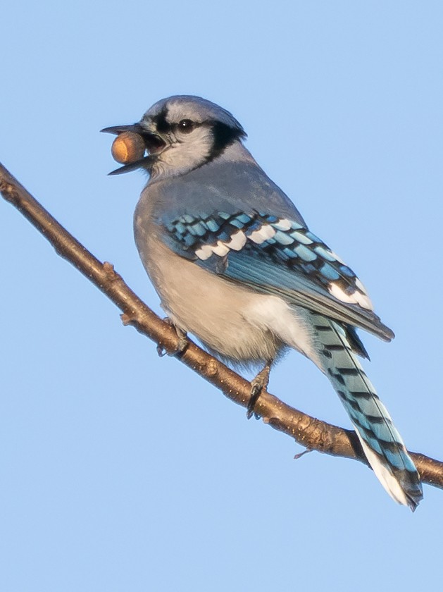 Сизойка блакитна - ML644570025