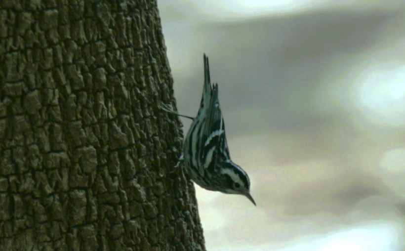 Black-and-white Warbler - ML644570029