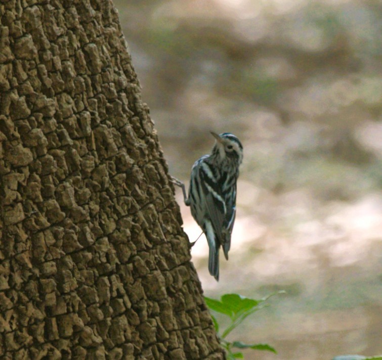 Black-and-white Warbler - ML644570030