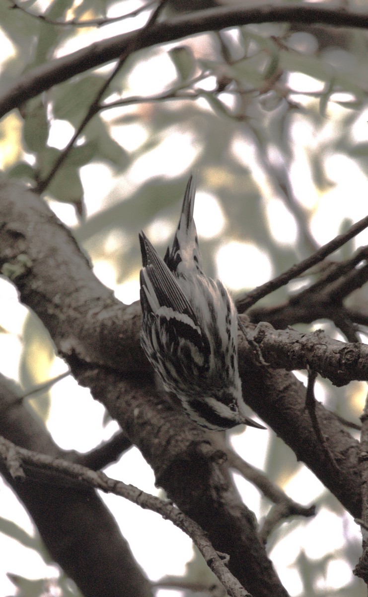 Black-and-white Warbler - ML644570032