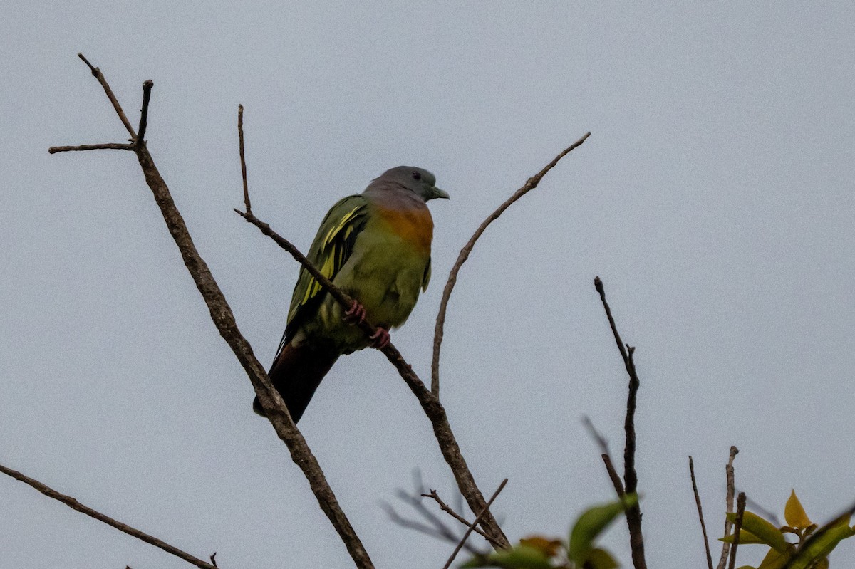 palettgrønndue - ML644570037