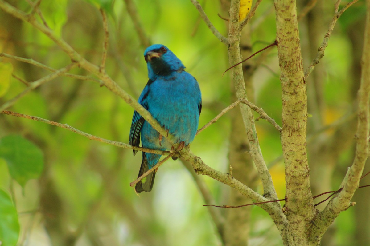Blue Dacnis - ML644570038