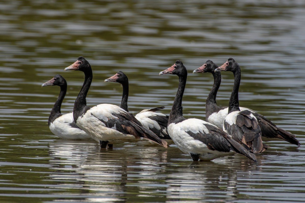 Magpie Goose - ML644570039