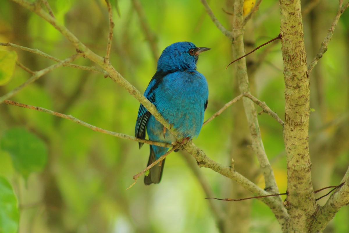 Blue Dacnis - ML644570040