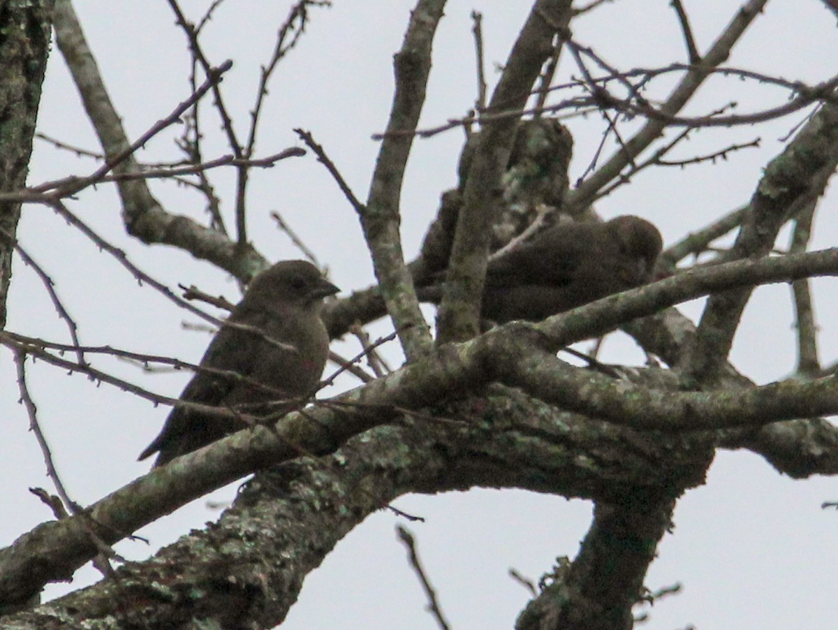 Brown-headed Cowbird - ML644570041