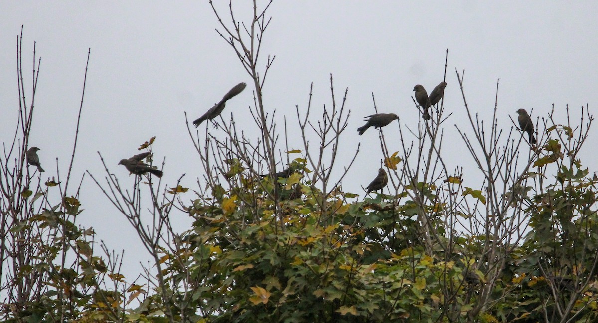 Brown-headed Cowbird - ML644570042
