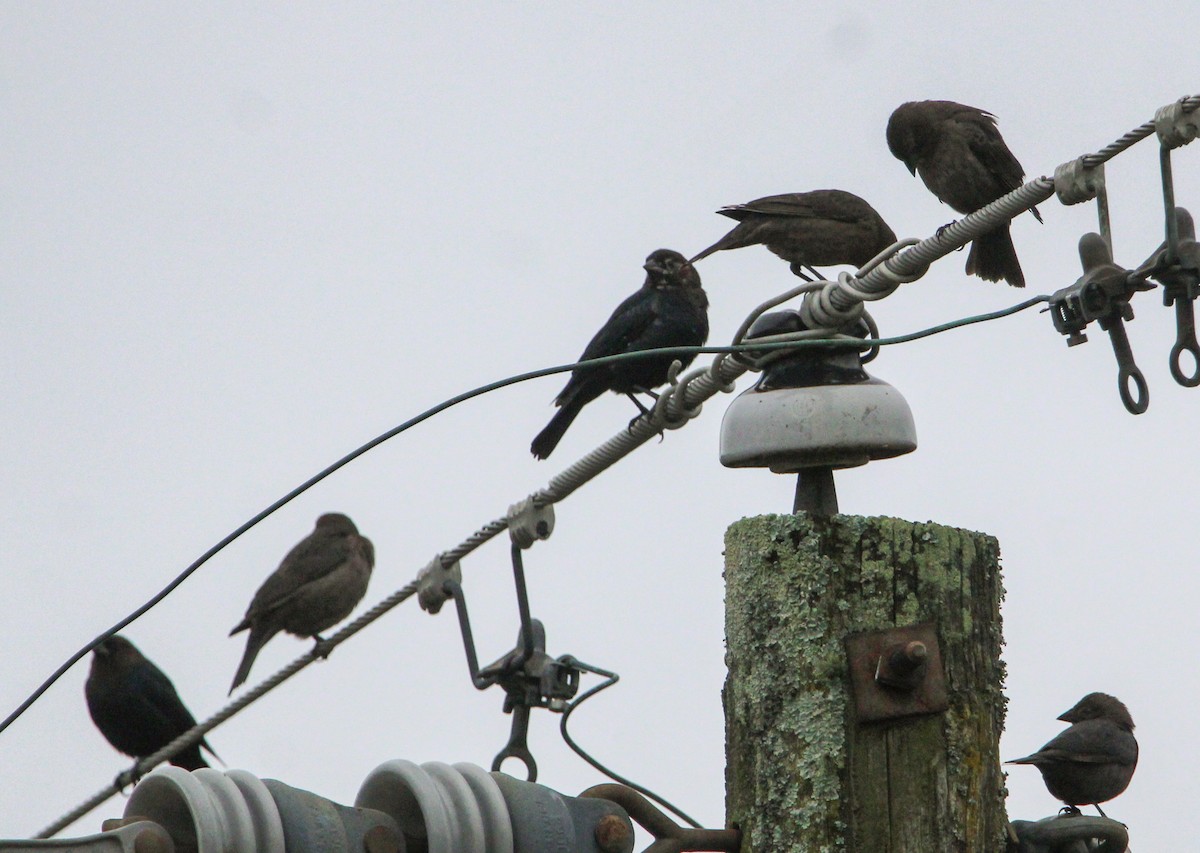 Brown-headed Cowbird - ML644570043
