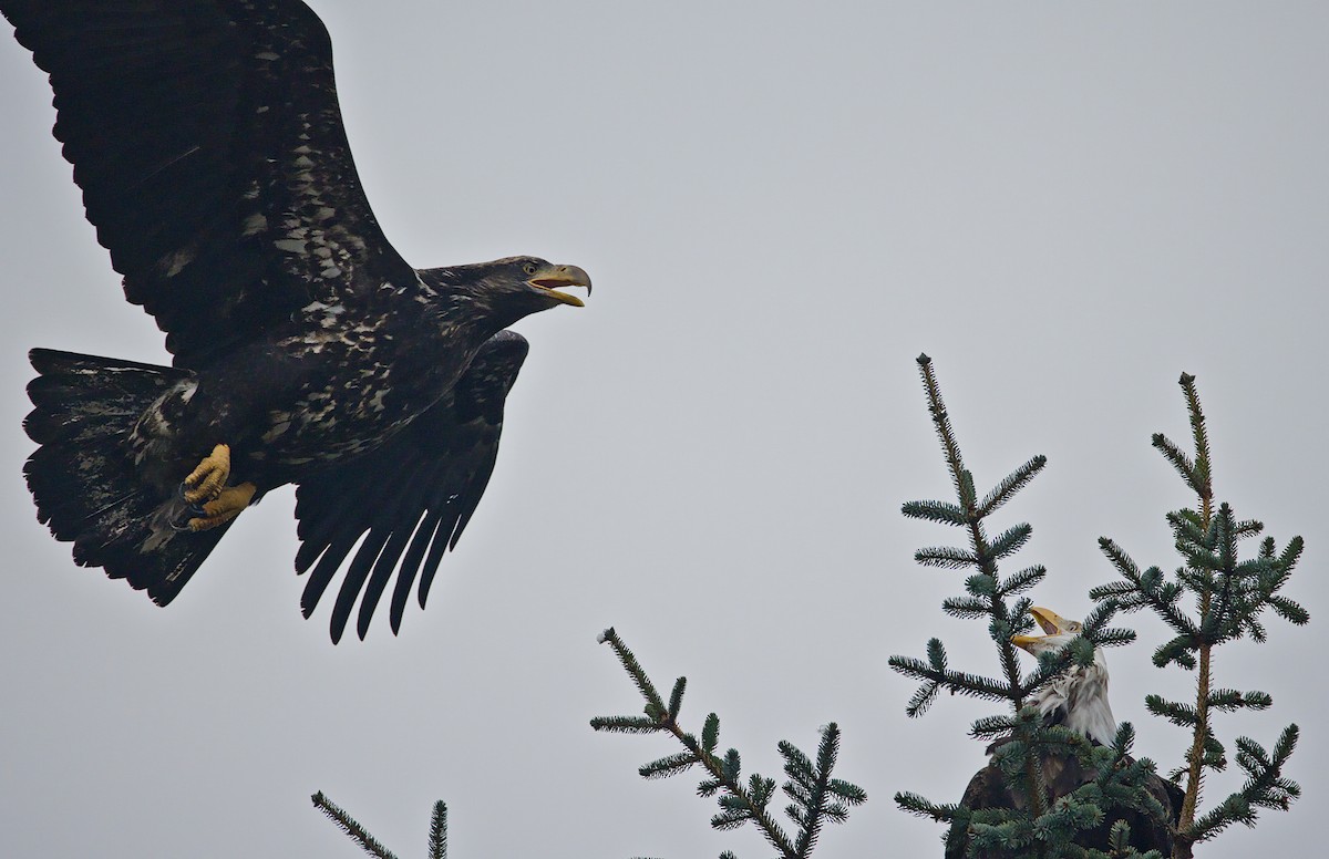 Орлан білоголовий - ML644570047