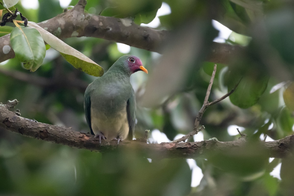 jambufruktdue - ML644570050