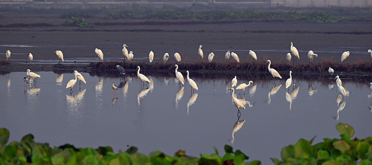 Little Egret - ML644570054